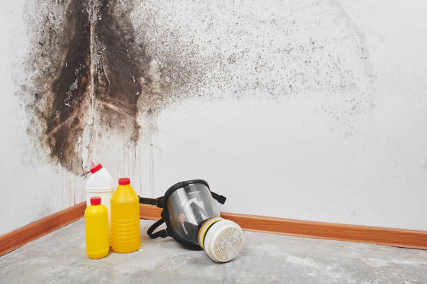 Reliable Copper Canyon, TX Mold Remediation Solutions