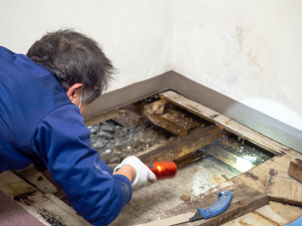 Best Commercial Mold Remediation in Copper Canyon, TX