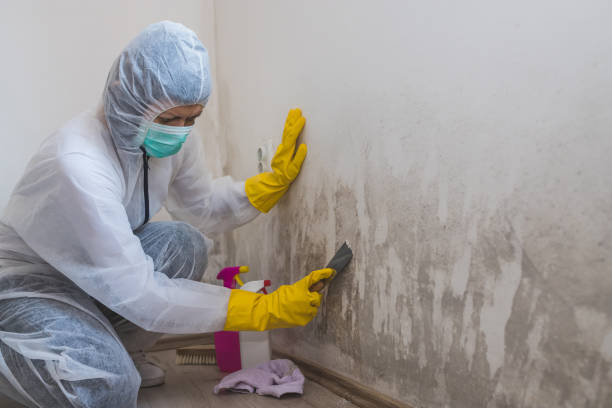 Best Kitchen Mold Remediation in Copper Canyon, TX