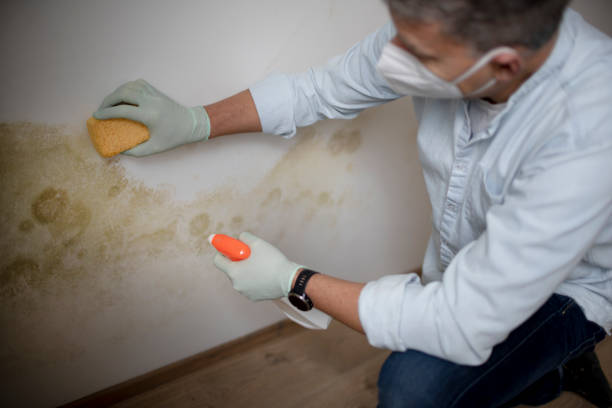 Best HVAC Mold Remediation in Copper Canyon, TX