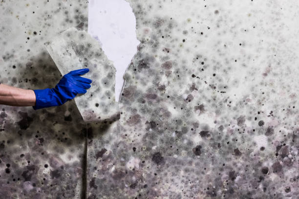 Best Preventive Mold Services in Copper Canyon, TX